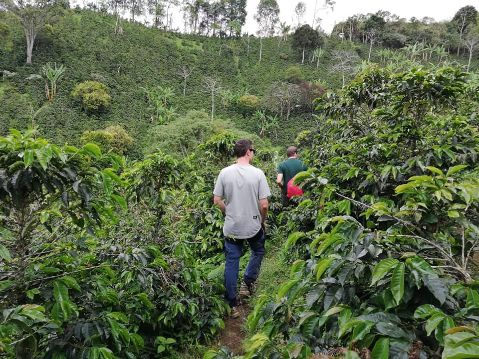 Las Acacias Coffee Farm
