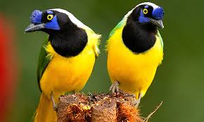 Avistamiento de Aves en los Farallones