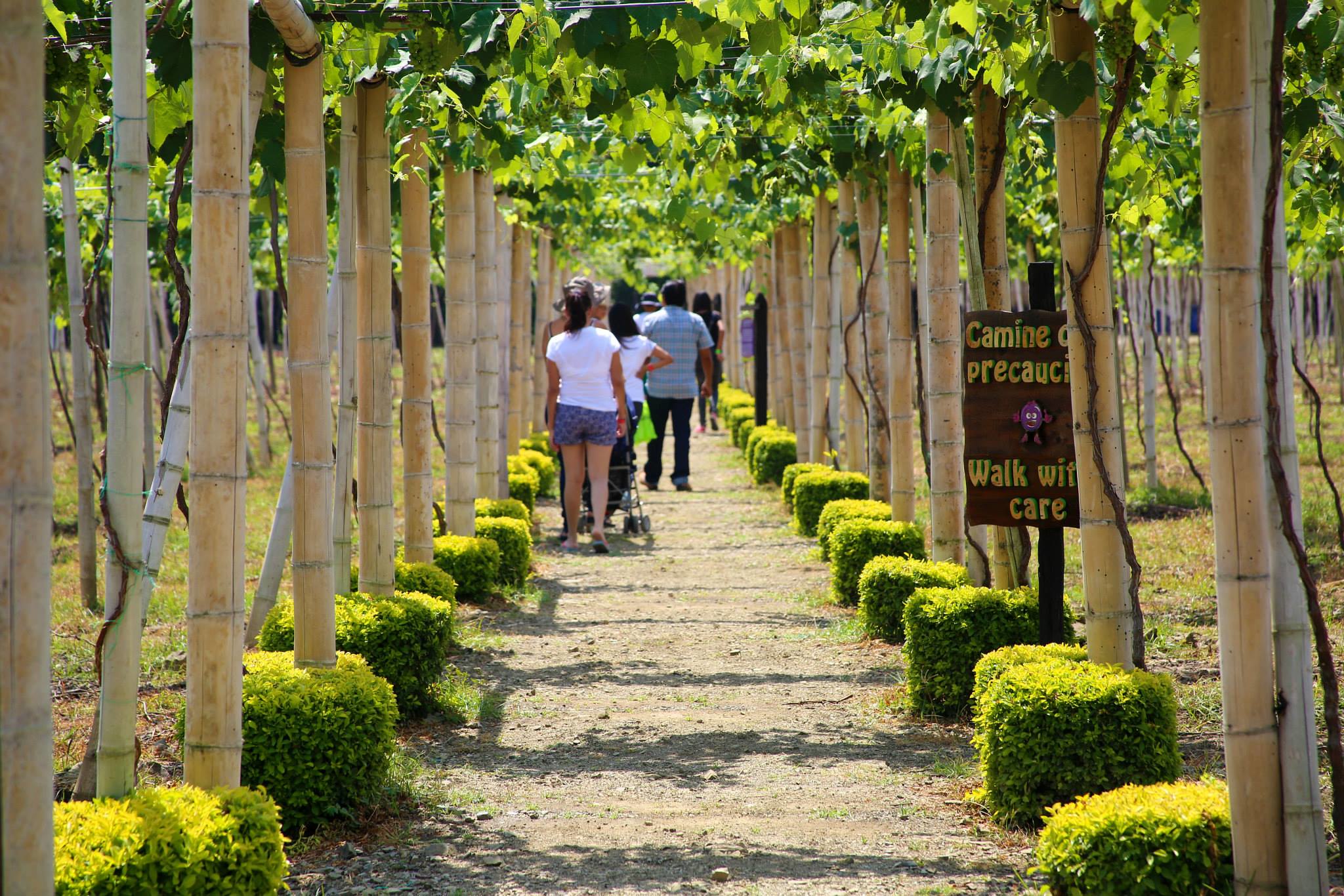 Ruta del Vino en el Valle del Cauca