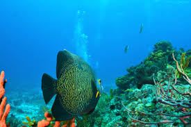 Taganga y Buceo