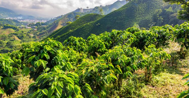 Tour del Café Paisa